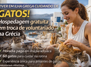 Gatos na Ilha Grega