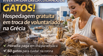 Gatos na Ilha Grega