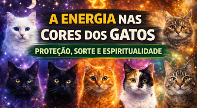 energgia dos cat