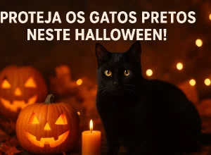 gato preto