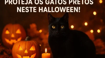 gato preto
