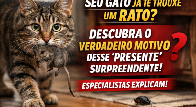 gatos e presentes